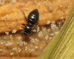 Aptilotus politus thumbnail 4