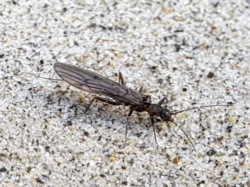 Columbian Snowfly