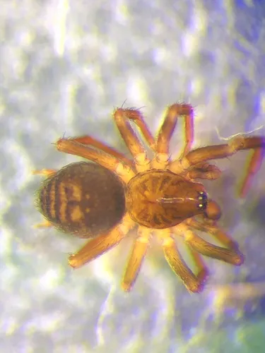 Hahnia arizonica