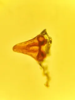 Tachygyna ursina thumbnail 3