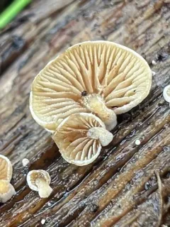 Simocybe haustellaris thumbnail 2