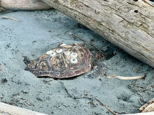 Loggerhead Sea Turtle
