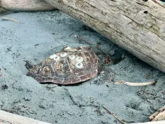 Loggerhead Sea Turtle thumbnail 1