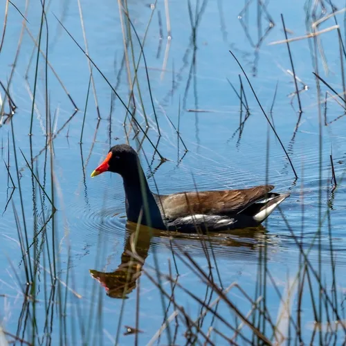 Common Gallinule