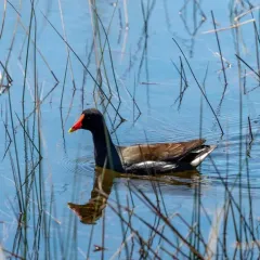 Common Gallinule thumbnail 1