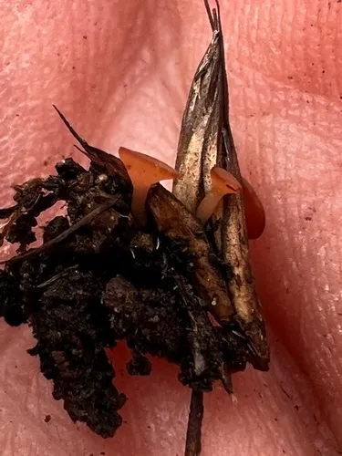 Clarireedia bennettii