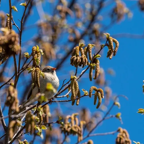 Field Sparrow