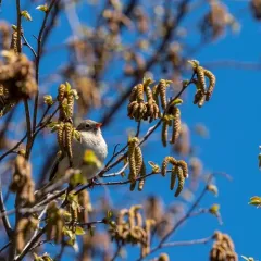Field Sparrow thumbnail 1