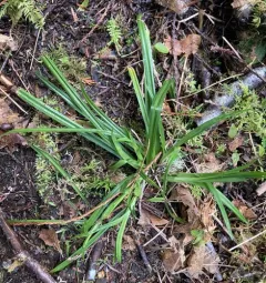 Henderson's Sedge thumbnail 2