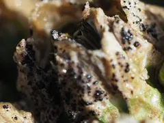 Collemopsidium foveolatum thumbnail 2