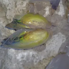 Paper Pondshell thumbnail 4