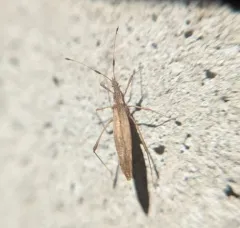 common stiltbug thumbnail 4