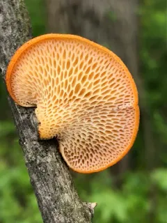 hexagonal-pored polypore thumbnail 1
