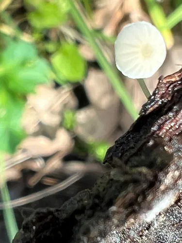 winter bonnet