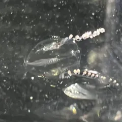 Euplokamis dunlapae thumbnail 3