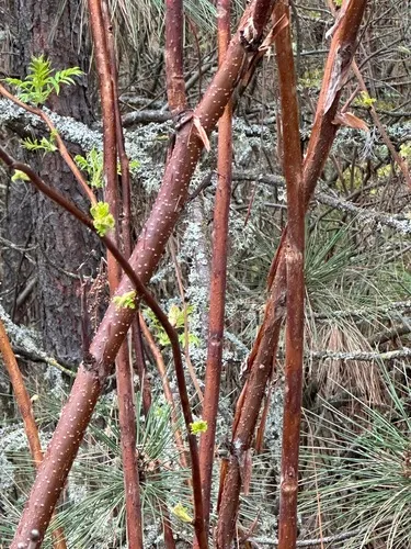 Chinese Sorbaria