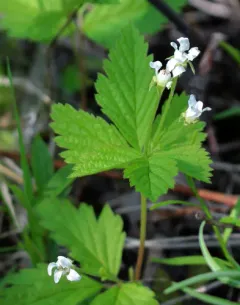 dwarf raspberry thumbnail 2