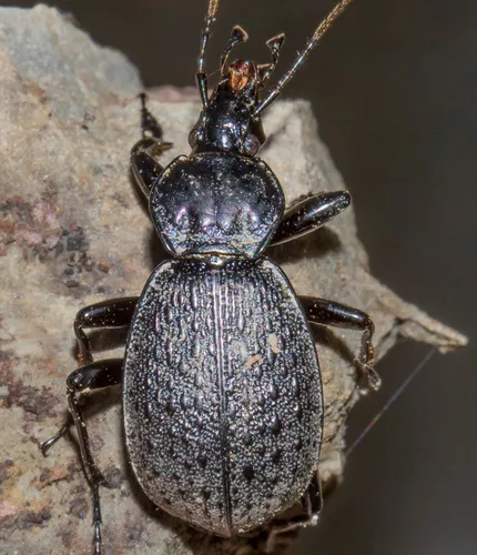 Schaum's False Snail-eating Beetle