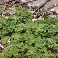 Dutchman's breeches thumbnail 4
