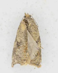 Acleris stadiana thumbnail 2