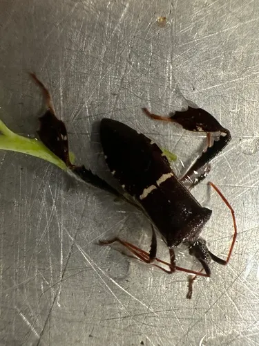 Eastern Leaf-footed Bug