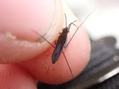 Gerris buenoi thumbnail 3