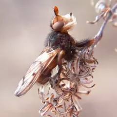 Myopa vicaria thumbnail 1
