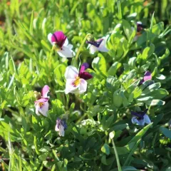 Beckwith's Violet thumbnail 4