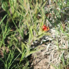 wavyleaf paintbrush thumbnail 4