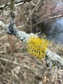 slender orange-bush thumbnail 2