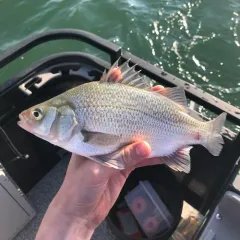 White Perch thumbnail 3