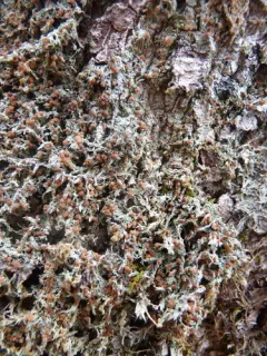 Spring Dot Lichen thumbnail 3
