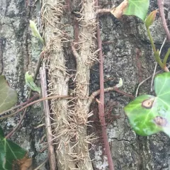 common ivy thumbnail 4