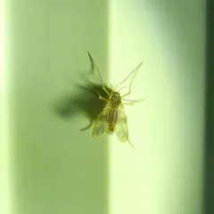 Zavrelimyia bifasciata thumbnail 3
