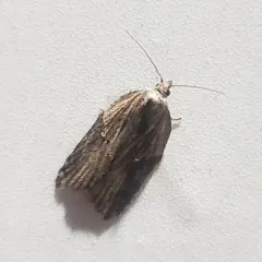 Robinson's Acleris Moth thumbnail 4