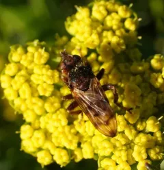 Myopa vicaria thumbnail 4