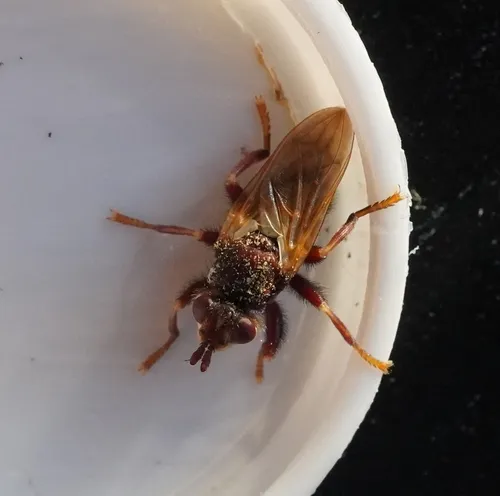 Myopa longipilis
