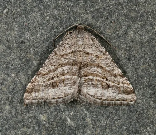Digrammia nubiculata