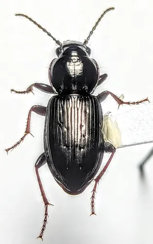 Pterostichus pensylvanicus