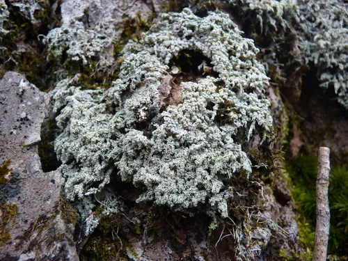 Knobby Moss-wart