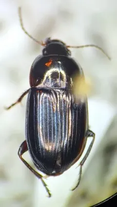 Mesophile Sunshiner thumbnail 1