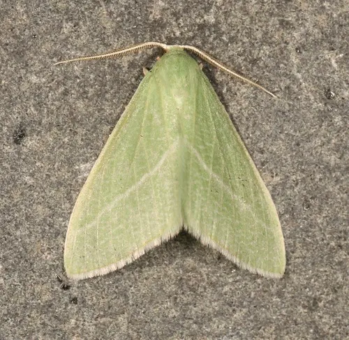 Chlorosea nevadaria