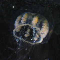 Melicertum octocostatum thumbnail 3