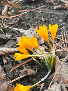 Yellow Crocus thumbnail 3