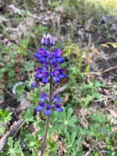 Fleshy Lupine thumbnail 3