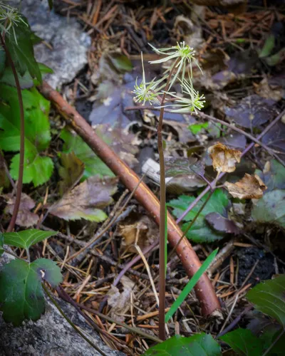 Idaho Goldthread