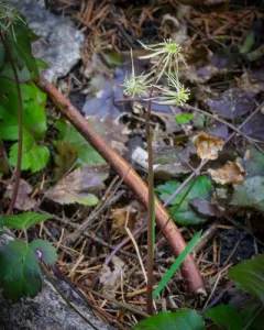 Idaho Goldthread thumbnail 1