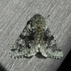 Major Sallow thumbnail 4