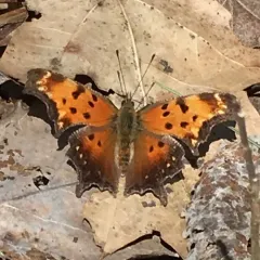 Gray Comma thumbnail 2