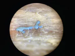 Didymium difforme thumbnail 4